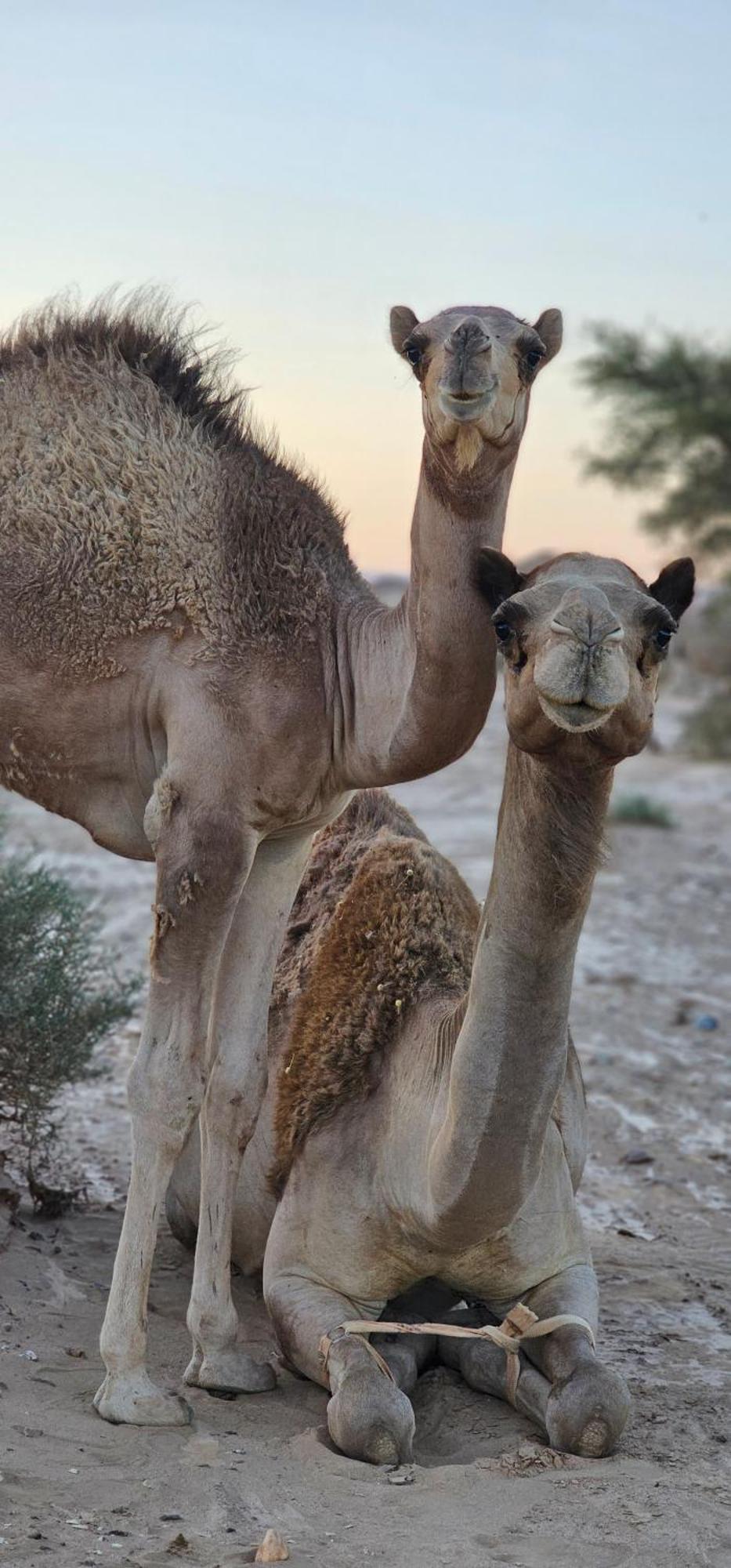 Titanic Camp Bed & Breakfast Wadi Rum Exterior foto